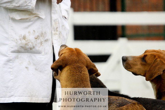 Hurworth Puppy Show 162