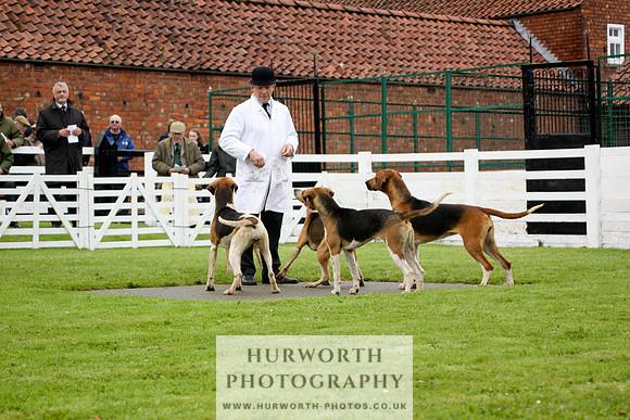 Hurworth Puppy Show 163