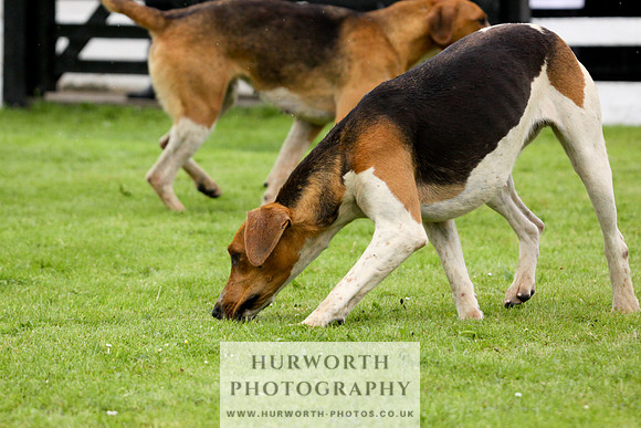 Hurworth Puppy Show 165