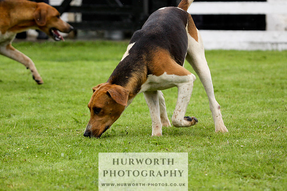 Hurworth Puppy Show 164