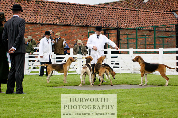 Hurworth Puppy Show 166