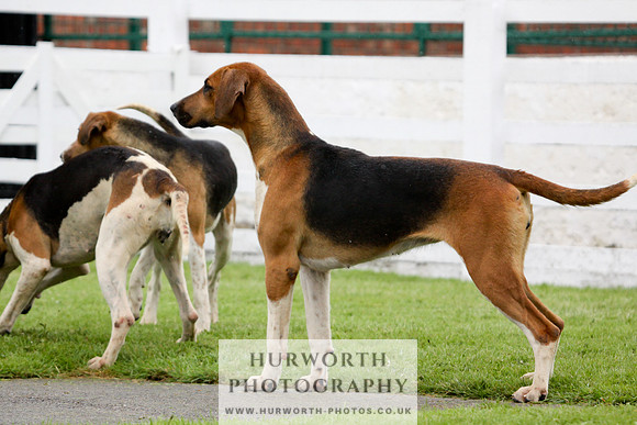 Hurworth Puppy Show 167