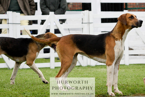 Hurworth Puppy Show 169