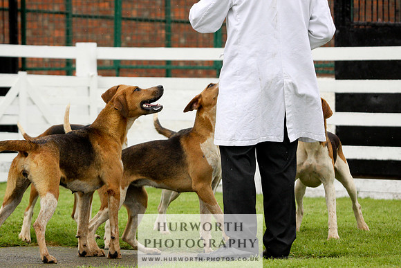 Hurworth Puppy Show 170