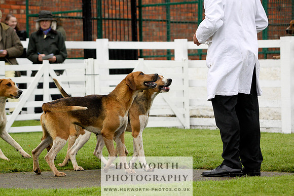 Hurworth Puppy Show 171
