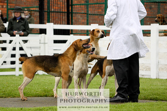 Hurworth Puppy Show 172