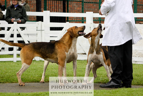 Hurworth Puppy Show 173