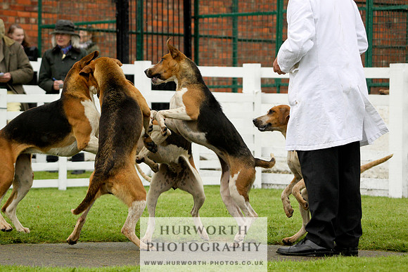 Hurworth Puppy Show 174