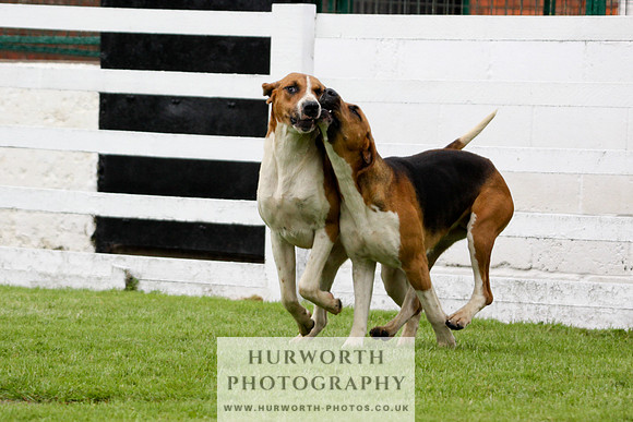 Hurworth Puppy Show 175
