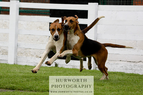 Hurworth Puppy Show 176