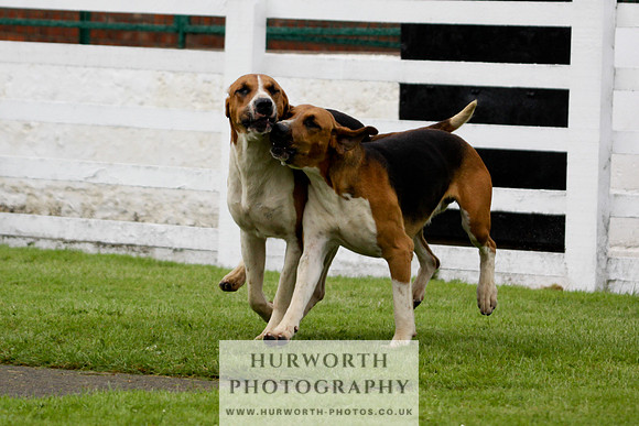 Hurworth Puppy Show 177