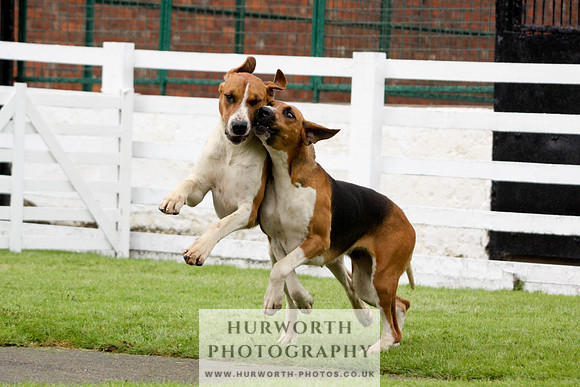 Hurworth Puppy Show 178