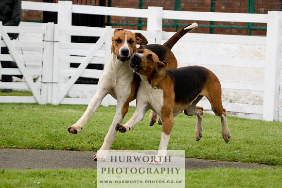 Hurworth Puppy Show 179