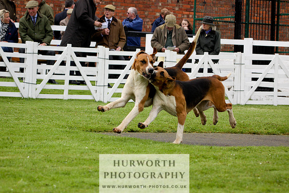 Hurworth Puppy Show 181