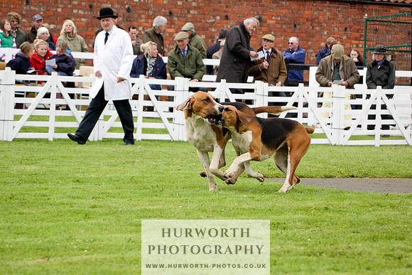 Hurworth Puppy Show 182