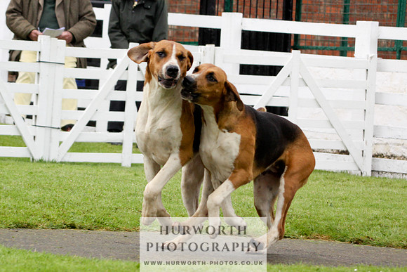 Hurworth Puppy Show 180