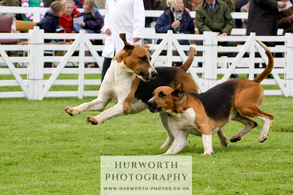 Hurworth Puppy Show 183