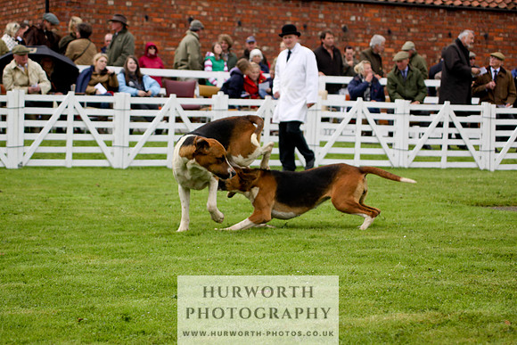 Hurworth Puppy Show 184