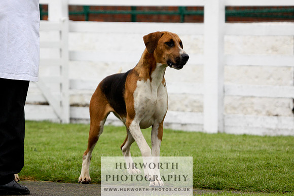 Hurworth Puppy Show 185