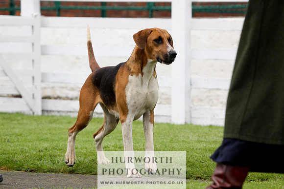 Hurworth Puppy Show 186