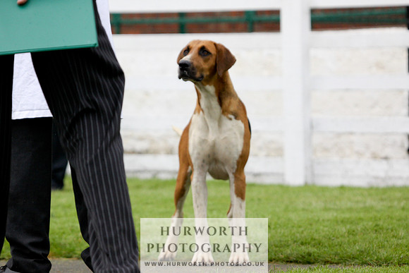 Hurworth Puppy Show 187