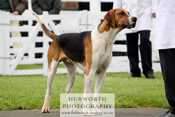 Hurworth Puppy Show 188