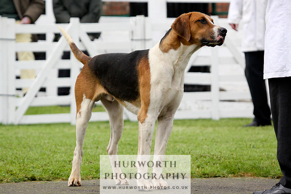 Hurworth Puppy Show 189