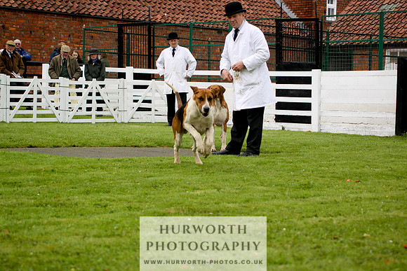 Hurworth Puppy Show 190