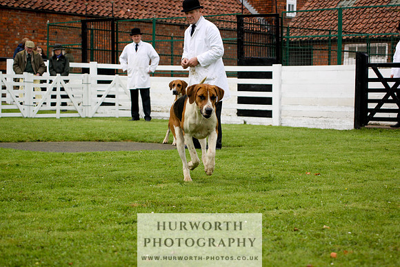 Hurworth Puppy Show 191