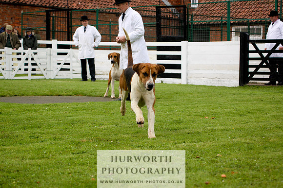 Hurworth Puppy Show 192