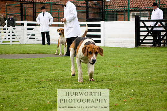 Hurworth Puppy Show 193