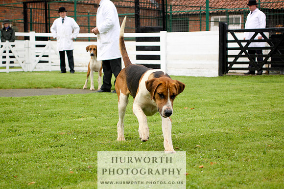Hurworth Puppy Show 194