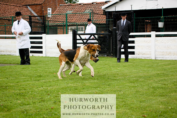 Hurworth Puppy Show 195