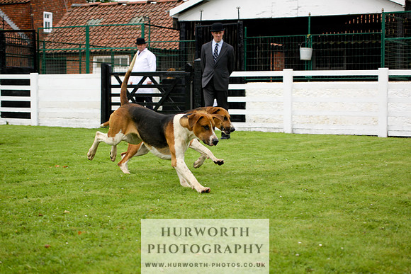 Hurworth Puppy Show 196