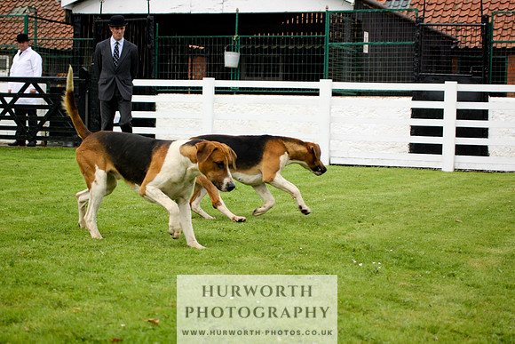Hurworth Puppy Show 197