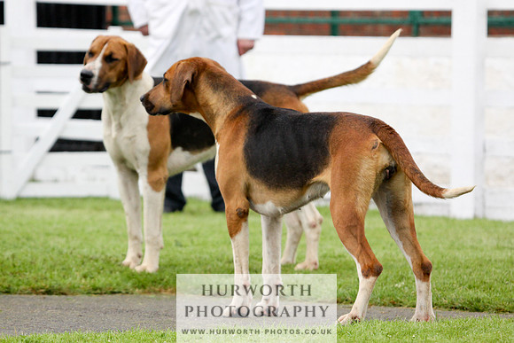 Hurworth Puppy Show 198