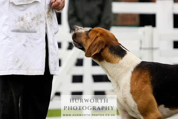 Hurworth Puppy Show 199