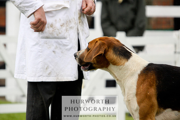 Hurworth Puppy Show 200