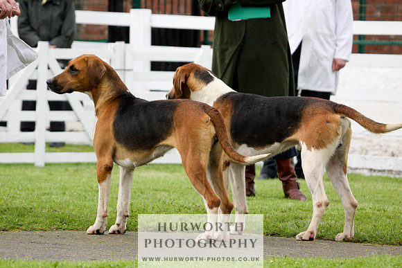 Hurworth Puppy Show 203