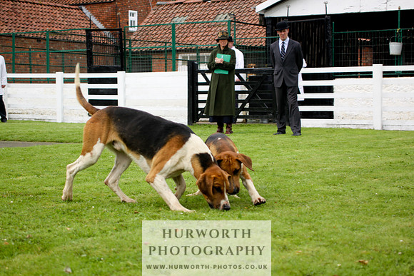 Hurworth Puppy Show 204