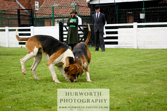 Hurworth Puppy Show 205