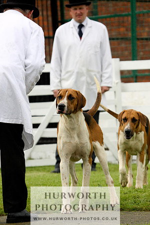 Hurworth Puppy Show 206
