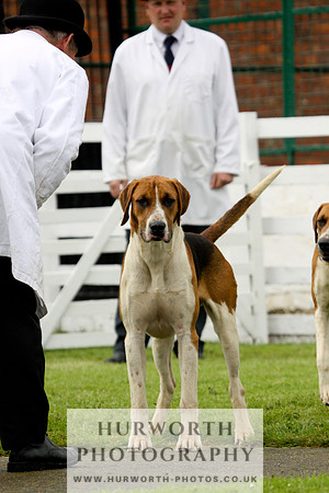 Hurworth Puppy Show 207