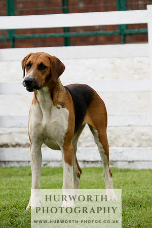 Hurworth Puppy Show 208