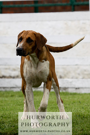 Hurworth Puppy Show 209