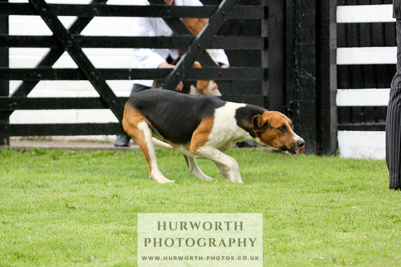 Hurworth Puppy Show 211