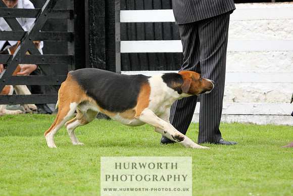 Hurworth Puppy Show 212