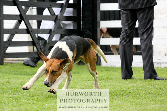 Hurworth Puppy Show 213