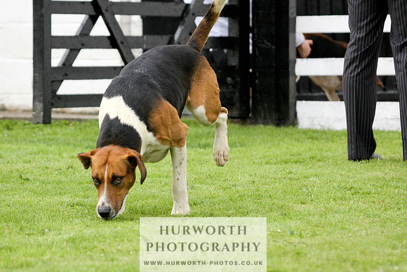Hurworth Puppy Show 214