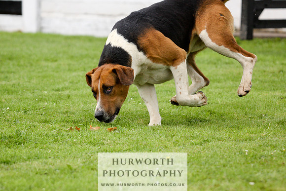 Hurworth Puppy Show 215